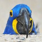 funny bird names generator
