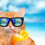 Funny Cat Names