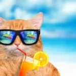 Funny Cat Names