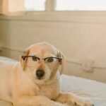 funny dog names generator
