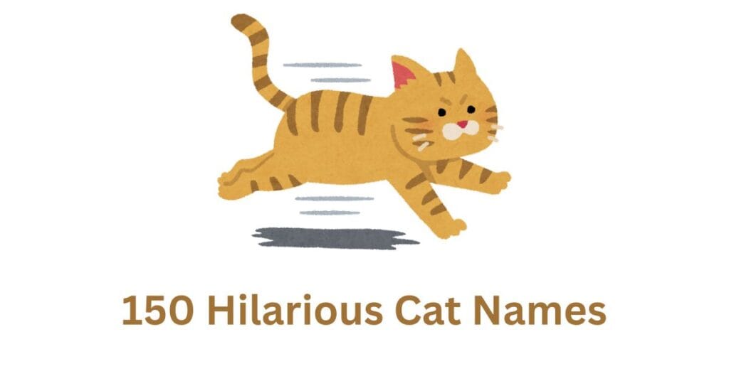 Hilarious Cat Names