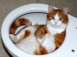 Funniest Cat 2 - 200 Funniest Cat Names That Will Make You Laugh Out Loud Funniest Cat 2 | 200 Funniest Cat Names That Will Make You Laugh Out Loud