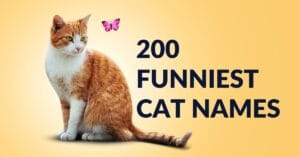 200 Funniest Cat Names That Will Make You Laugh Out Loud - funny names