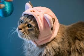 Funniest Cat - 200 Funniest Cat Names That Will Make You Laugh Out Loud Funniest Cat | 200 Funniest Cat Names That Will Make You Laugh Out Loud