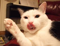 funny cat 3 - 300 Funny Cat Names: Hilarious Ideas for Male, Female, and Unique Cats funny cat 3 | 300 Funny Cat Names: Hilarious Ideas for Male, Female, and Unique Cats
